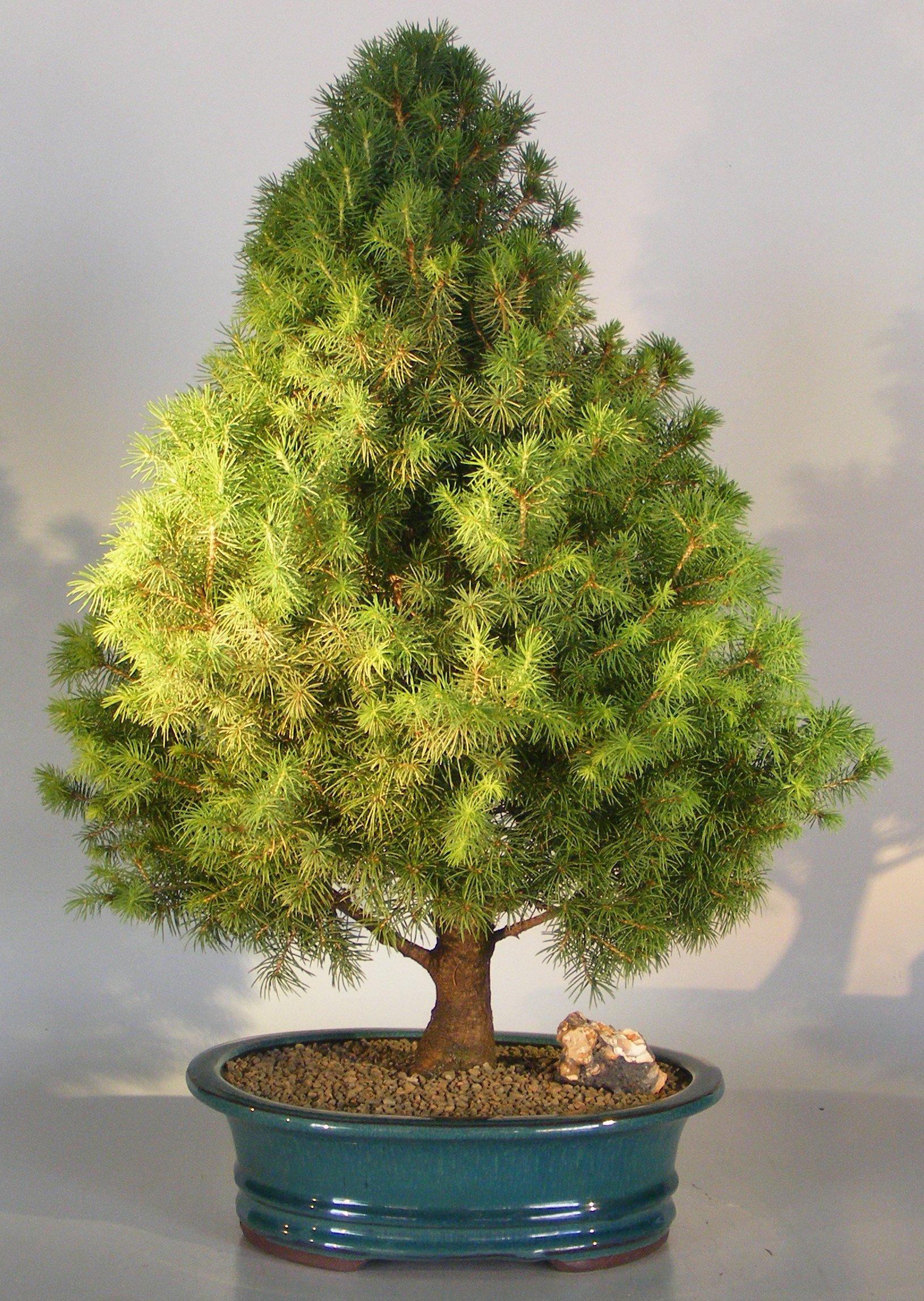 Picea Glauca 'conica' - View 22 from www redcrocus com