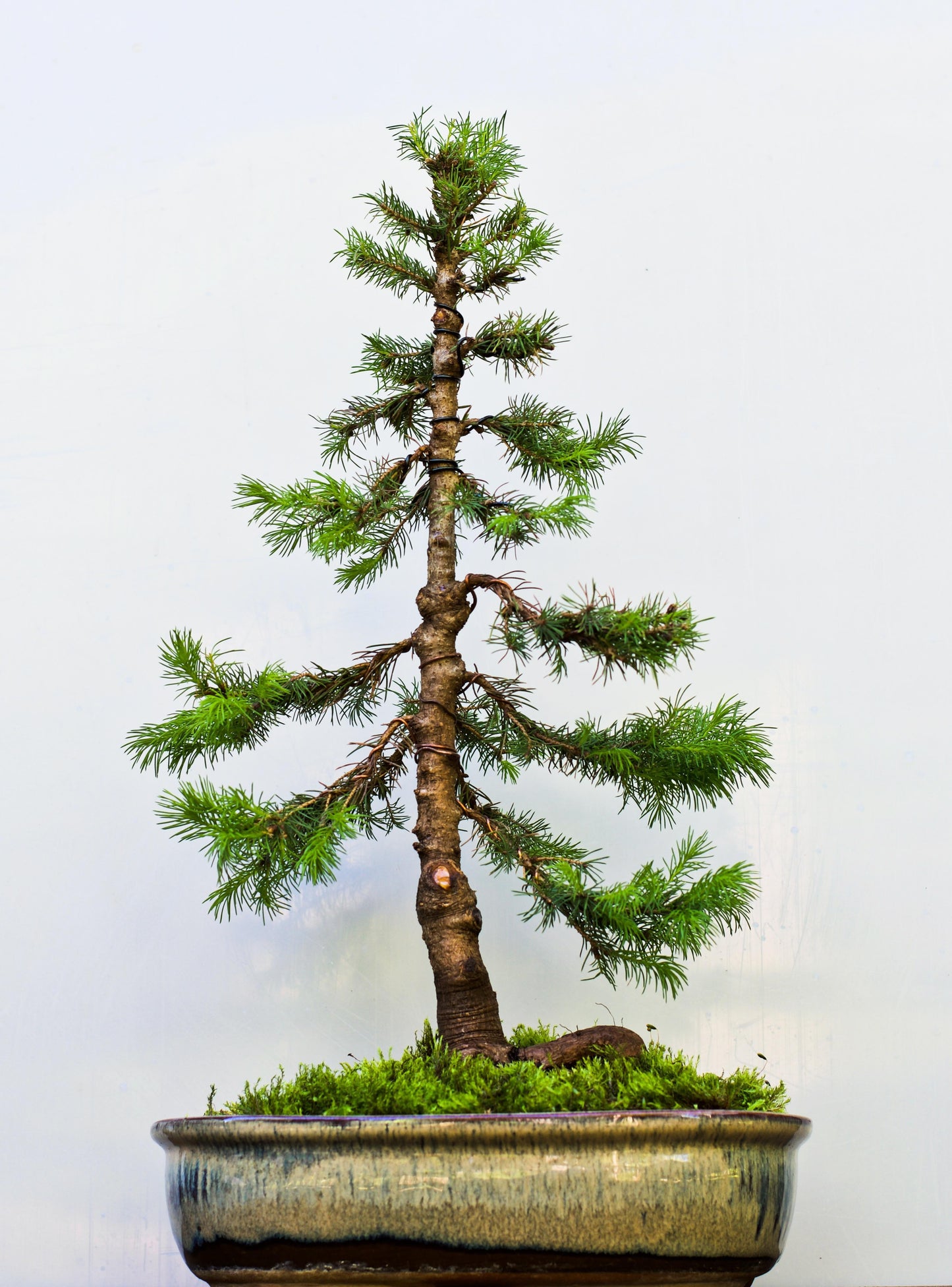 Picea Glauca 'conica' - View 25 from www redcrocus com