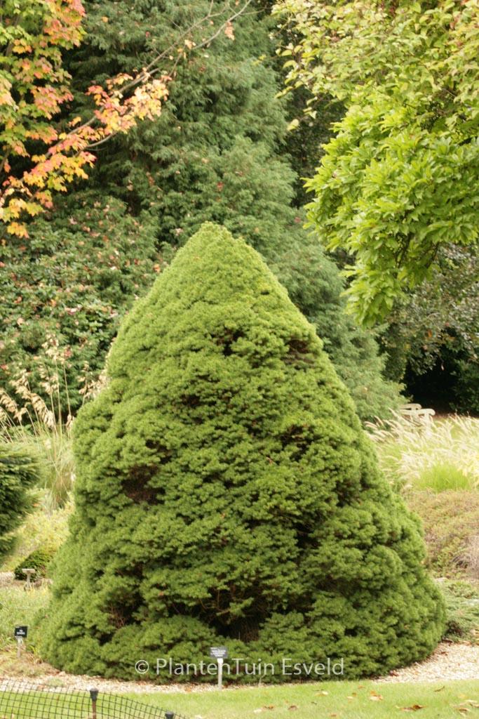 Picea Glauca 'conica' - View 27 from www redcrocus com