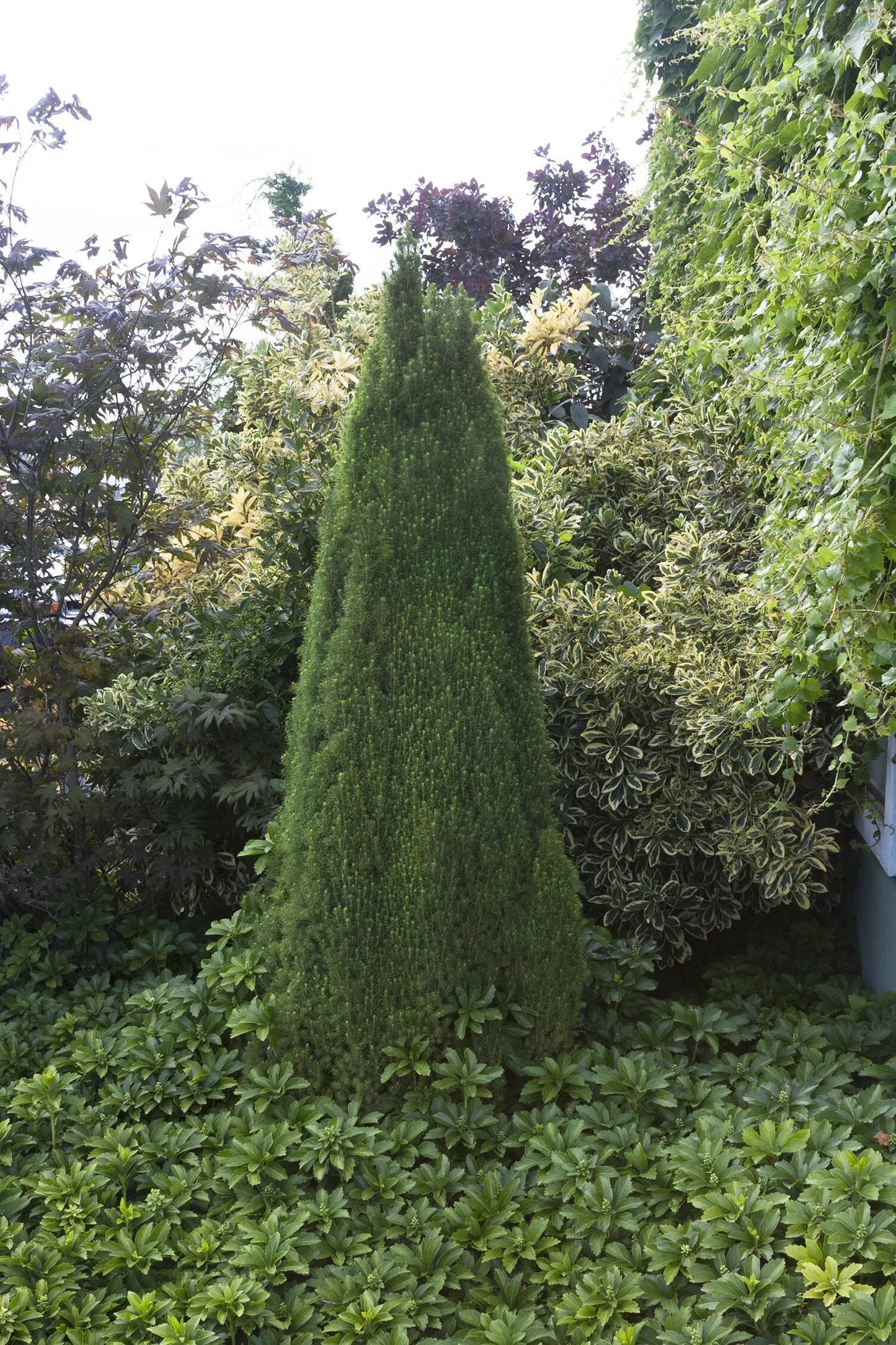 Picea Glauca 'conica' - View 28 from www redcrocus com