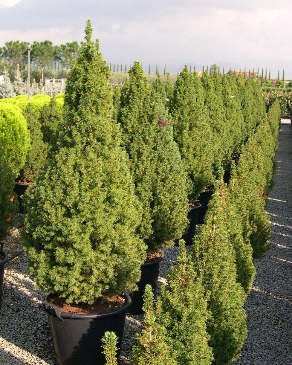 Picea Glauca 'conica' - View 2 from www redcrocus com