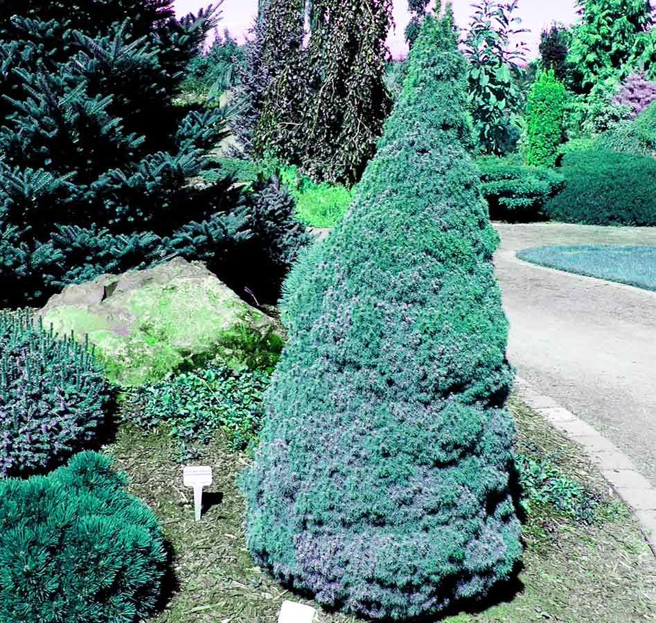 Picea Glauca 'conica' - View 30 from www redcrocus com