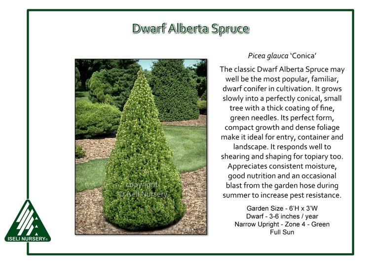 Picea Glauca 'conica' - View 31 from www redcrocus com
