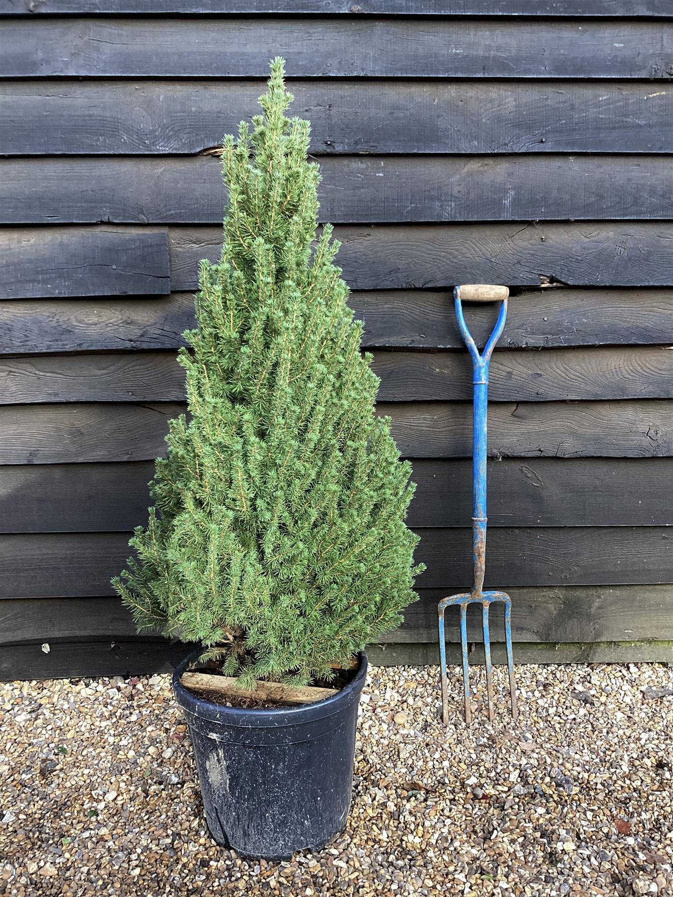 Picea Glauca 'conica' - View 32 from www redcrocus com