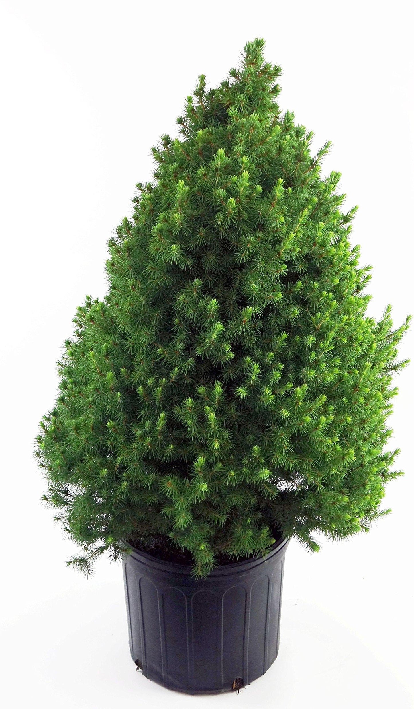 Picea Glauca 'conica' - View 33 from www redcrocus com