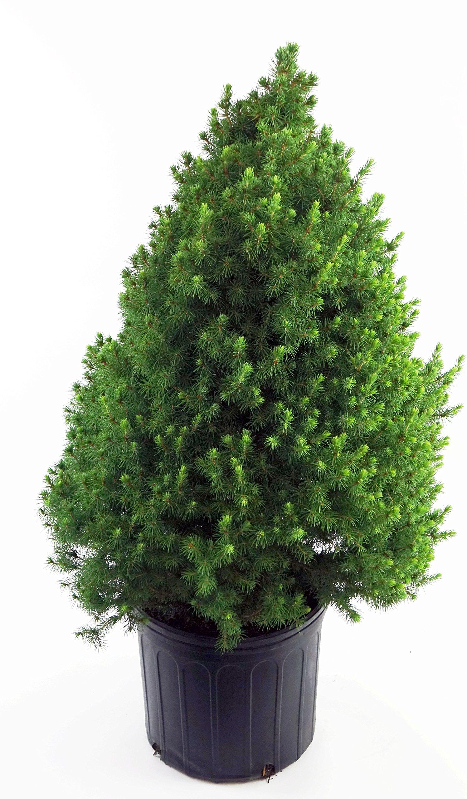 Picea Glauca 'conica' - View 33 from www redcrocus com