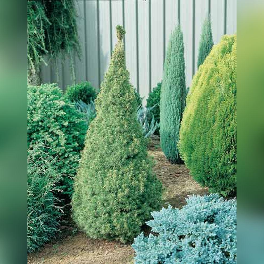 Picea Glauca 'conica' - View 34 from www redcrocus com