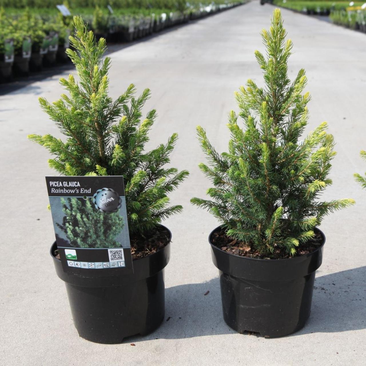 Picea Glauca 'conica' - View 35 from www redcrocus com