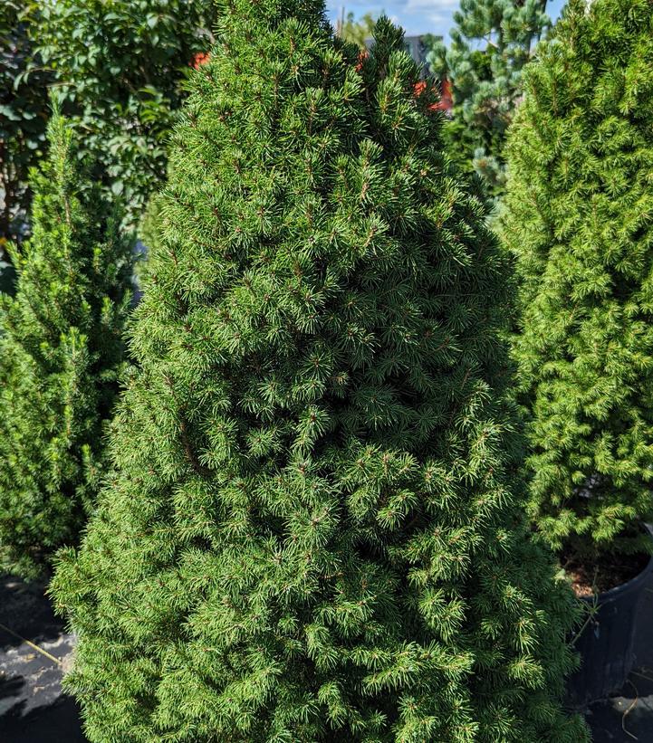 Picea Glauca 'conica' - View 36 from www redcrocus com
