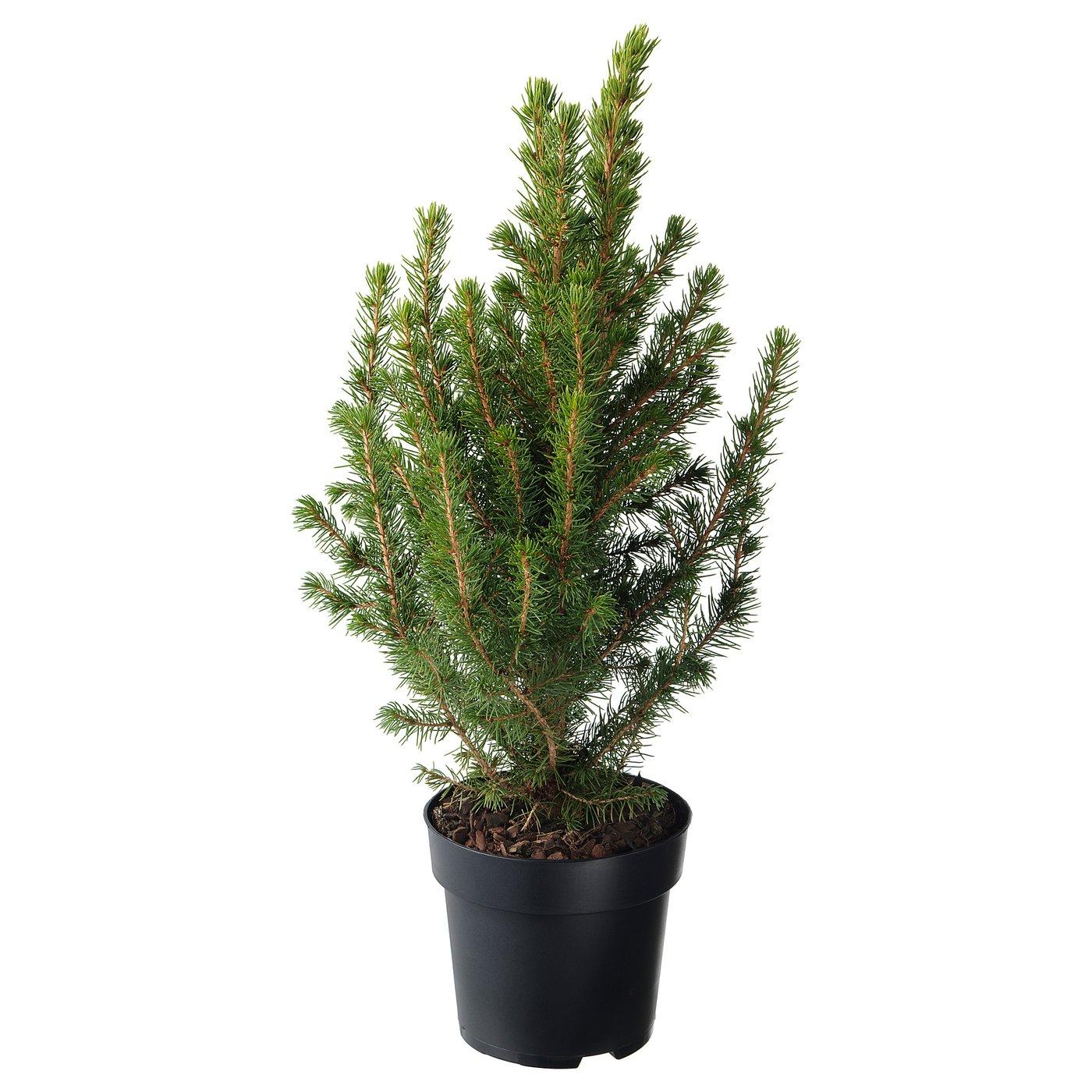 Picea Glauca 'conica' - View 37 from www redcrocus com