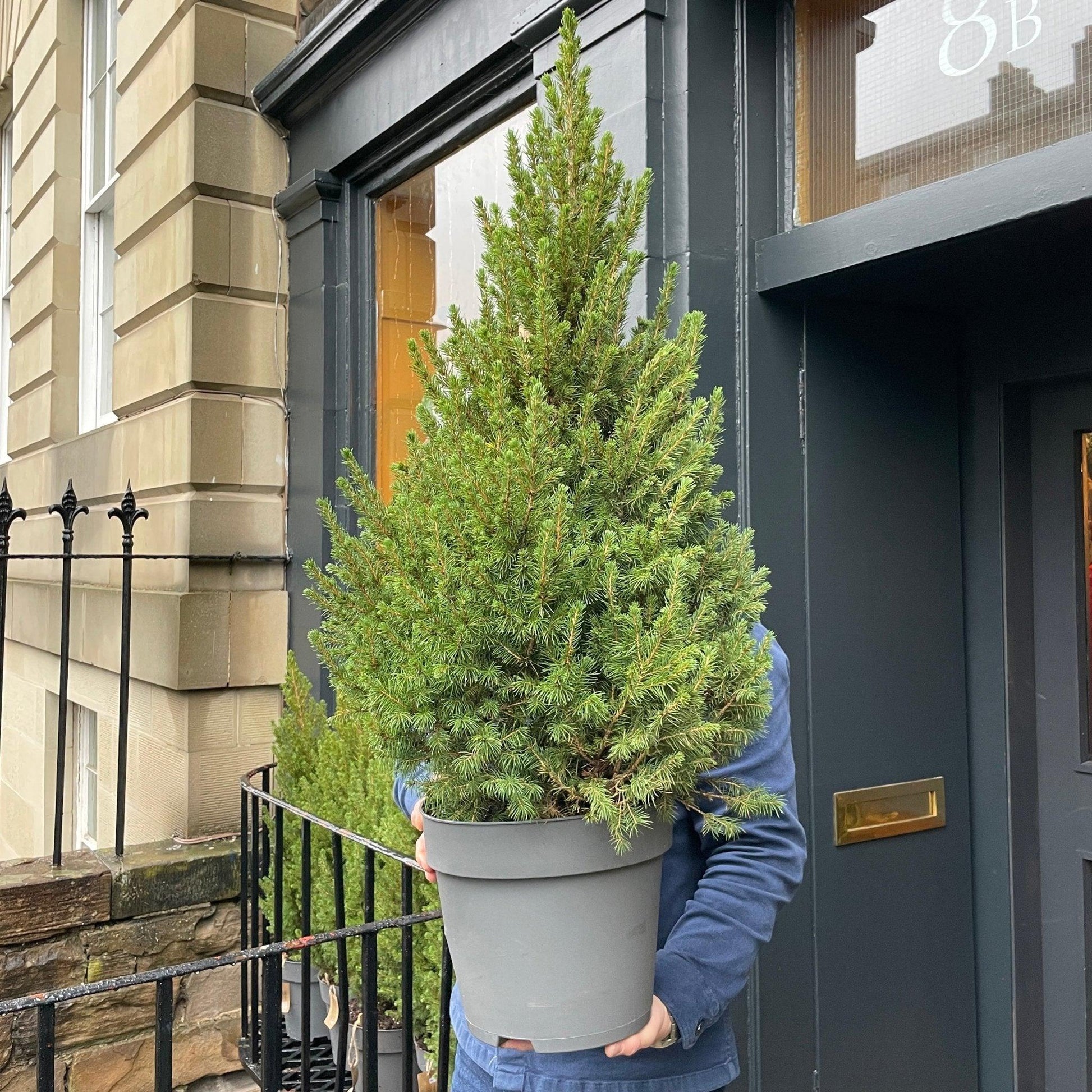 Picea Glauca 'conica' - View 38 from www redcrocus com