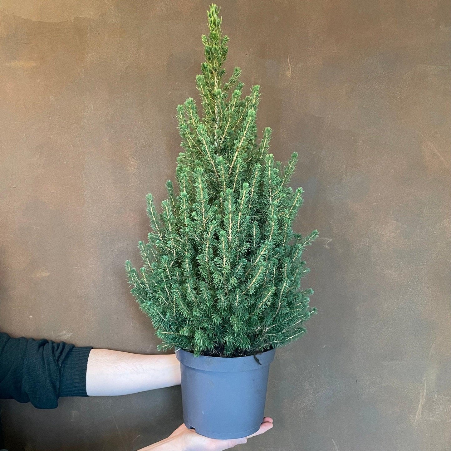 Picea Glauca 'conica' - View 39 from www redcrocus com
