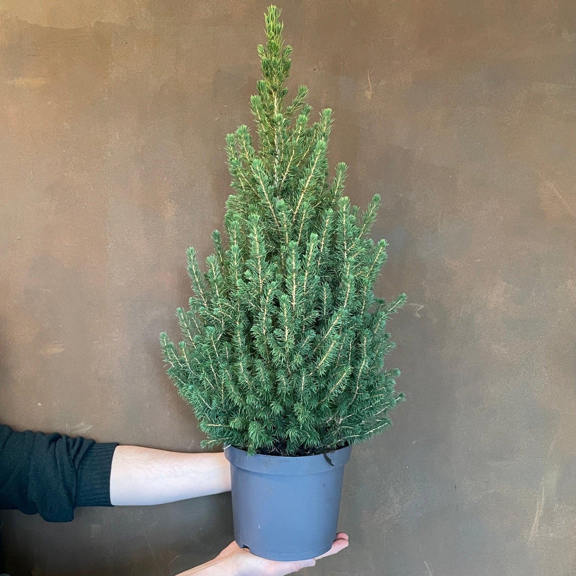 Picea Glauca 'conica' - View 39 from www redcrocus com