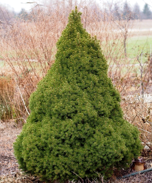 Picea Glauca 'conica' - View 40 from www redcrocus com