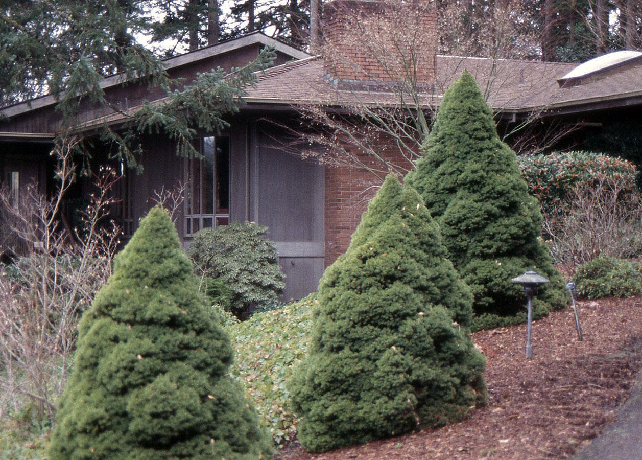 Picea Glauca 'conica' - View 4 from www redcrocus com