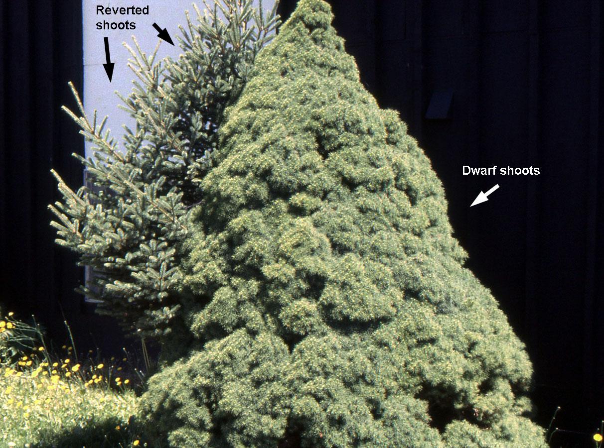 Picea Glauca 'conica' - View 5 from www redcrocus com
