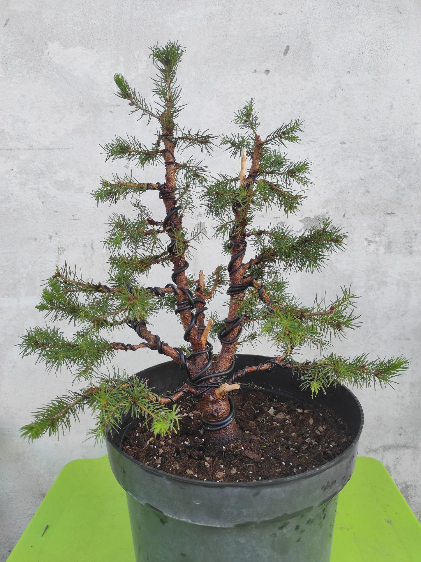 Picea Glauca 'conica' - View 7 from www redcrocus com