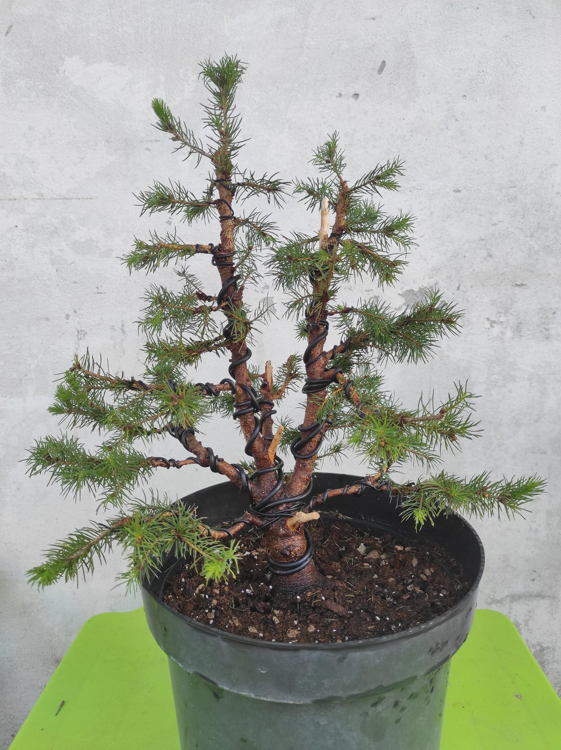 Picea Glauca 'conica' - View 7 from www redcrocus com