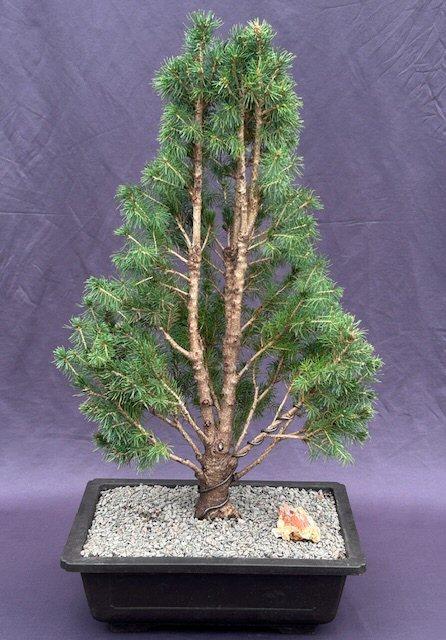 Picea Glauca 'conica' - View 8 from www redcrocus com