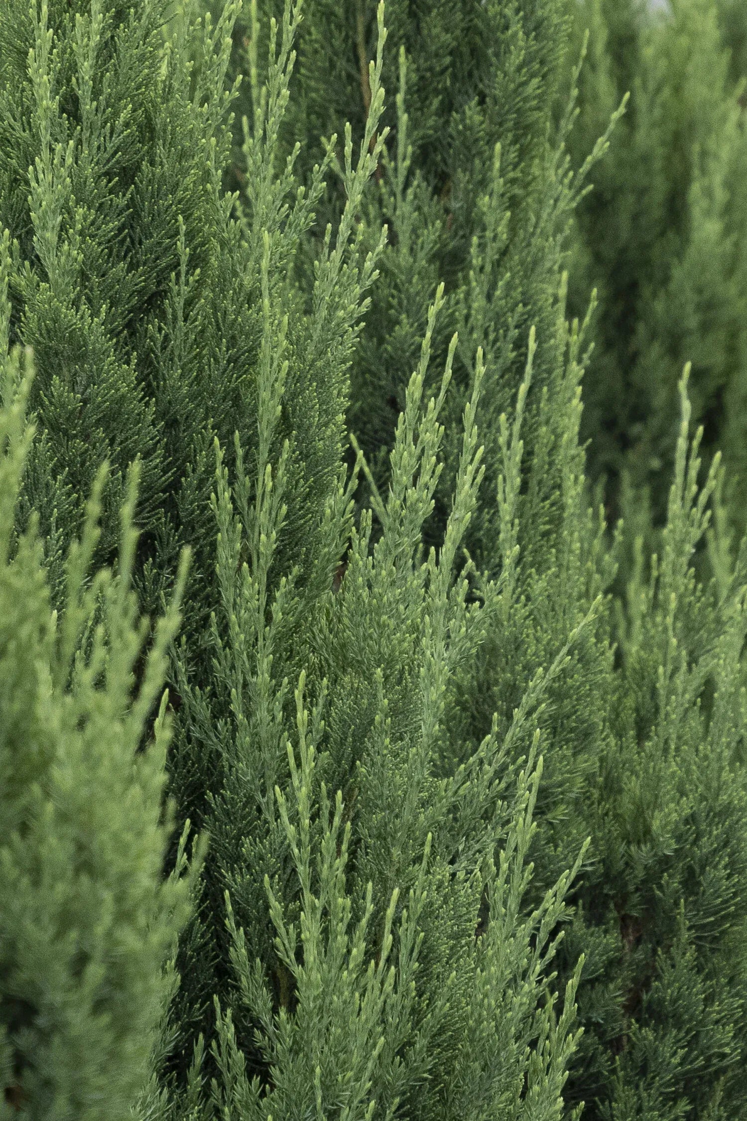 Juniperus Chinensis Blue Point - View 16 from www redcrocus com
