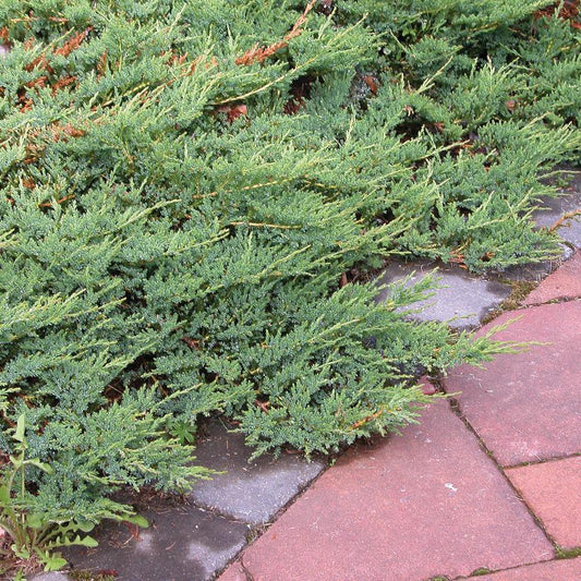 Juniperus Horizontalis Wiltonii - View 10 from www redcrocus com