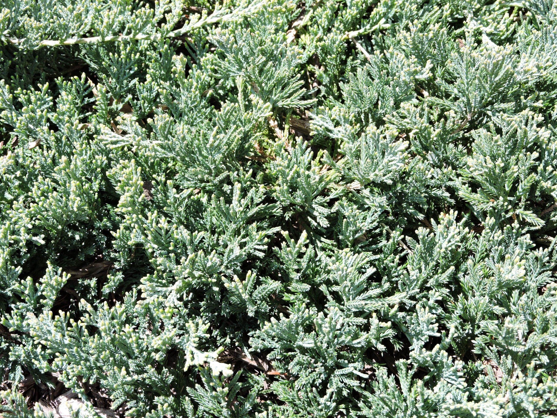 Juniperus Horizontalis Wiltonii - View 16 from www redcrocus com
