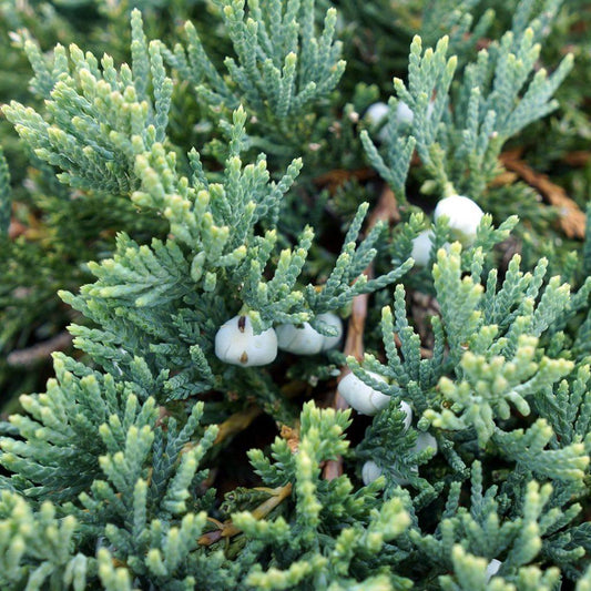 Juniperus Horizontalis Wiltonii - View 1 from www redcrocus com