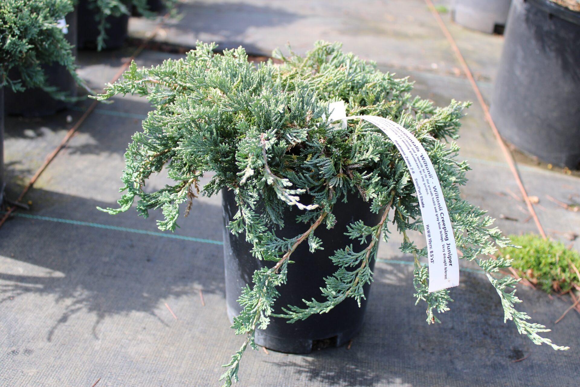 Juniperus Horizontalis Wiltonii - View 20 from www redcrocus com