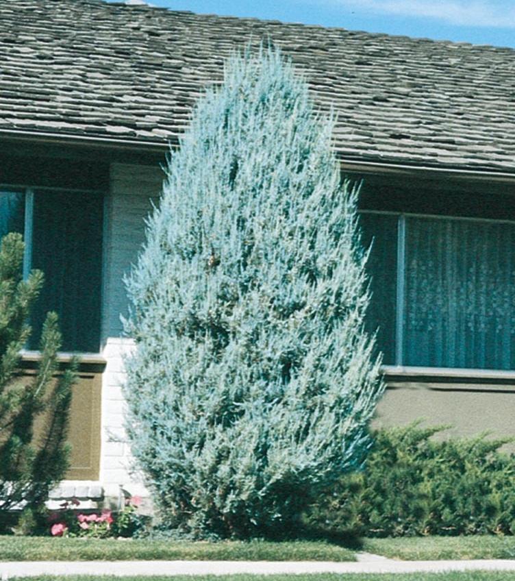 Juniperus Scopulorum 'moonglow' - View 12 from www redcrocus com