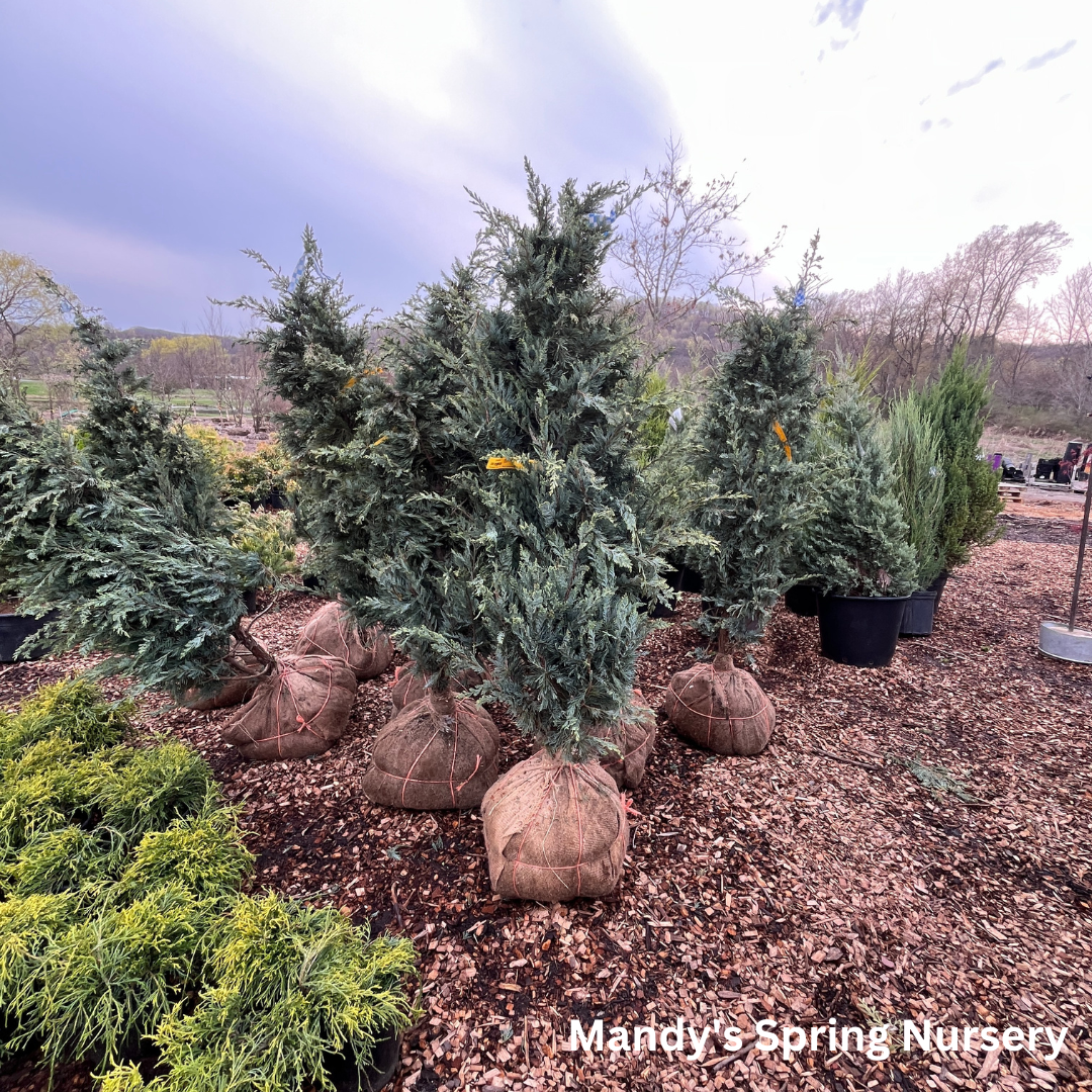 Juniperus Scopulorum 'moonglow' - View 15 from www redcrocus com