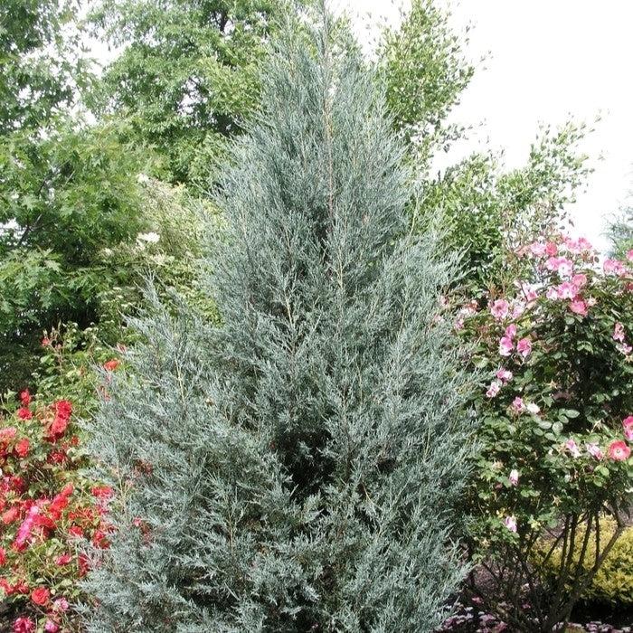Juniperus Scopulorum 'moonglow' - View 18 from www redcrocus com