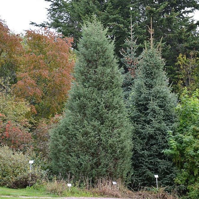 Juniperus Scopulorum 'moonglow' - View 19 from www redcrocus com