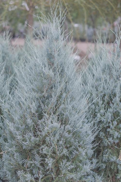 Juniperus Scopulorum 'moonglow' - View 24 from www redcrocus com