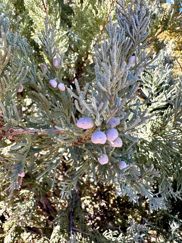 Juniperus Scopulorum 'moonglow' - View 26 from www redcrocus com