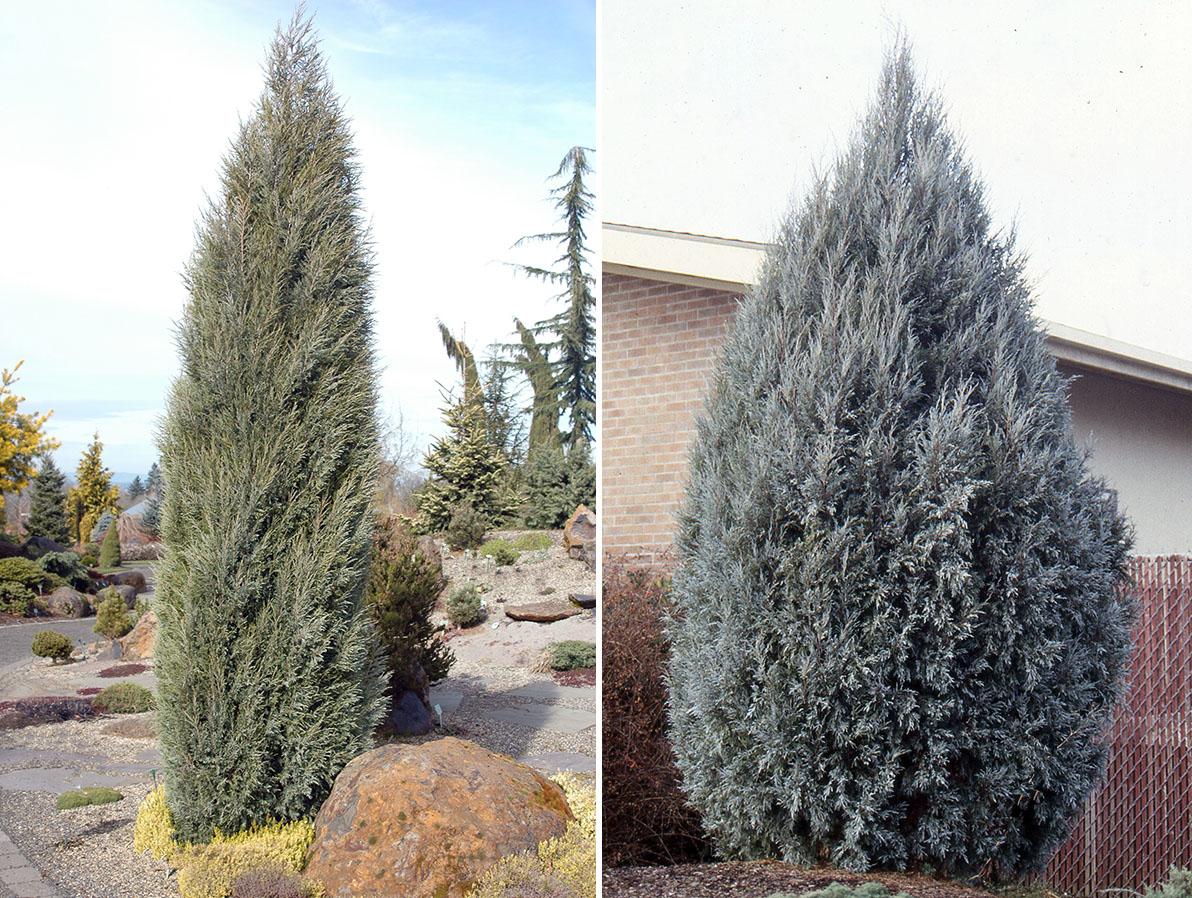 Juniperus Scopulorum 'moonglow' - View 32 from www redcrocus com