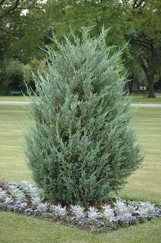 Juniperus Scopulorum 'moonglow' - View 36 from www redcrocus com