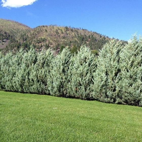 Juniperus Scopulorum 'moonglow' - View 37 from www redcrocus com