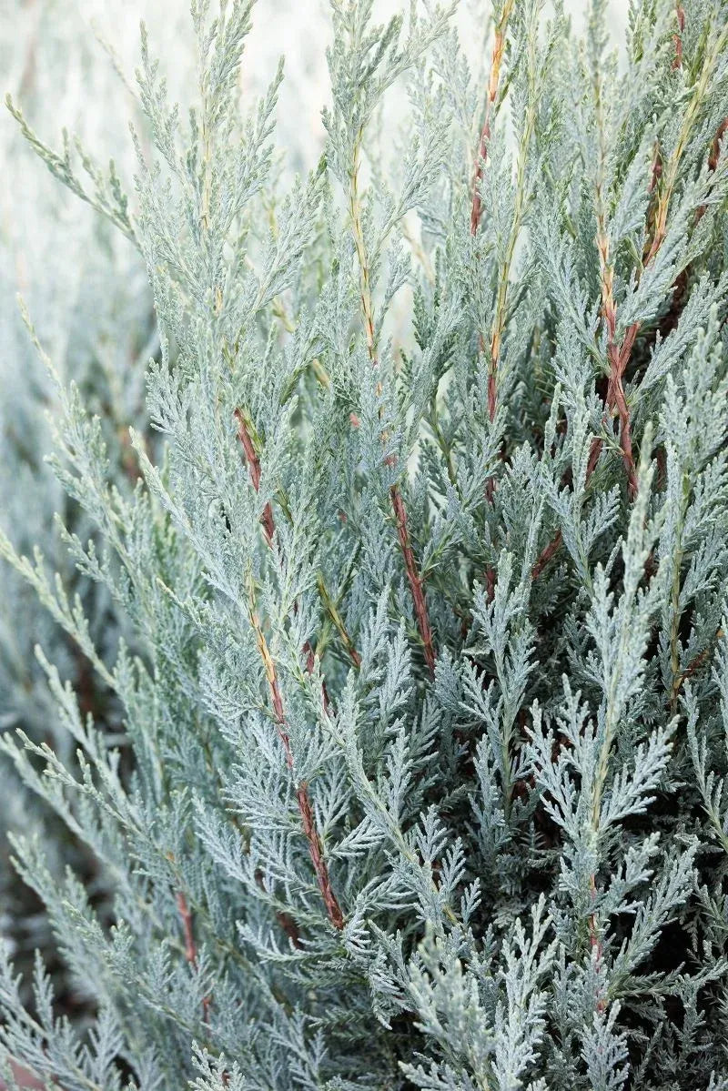 Juniperus Scopulorum 'moonglow' - View 4 from www redcrocus com