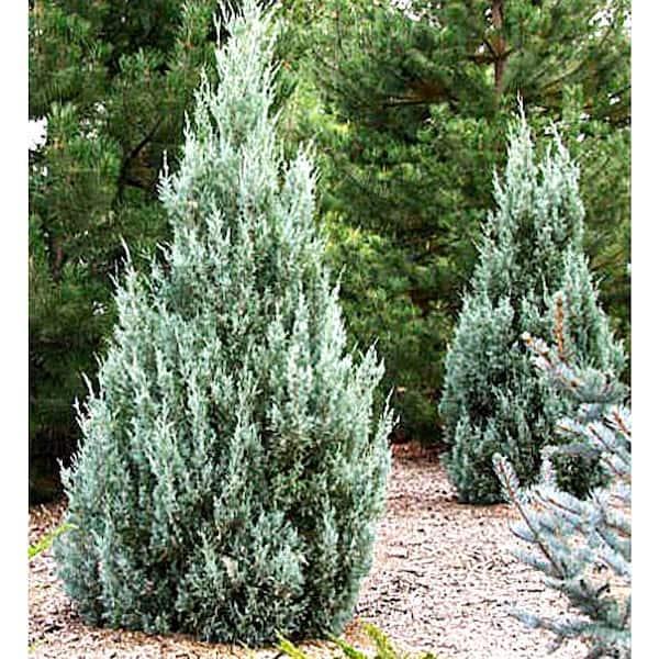 Juniperus Scopulorum 'moonglow' - View 8 from www redcrocus com