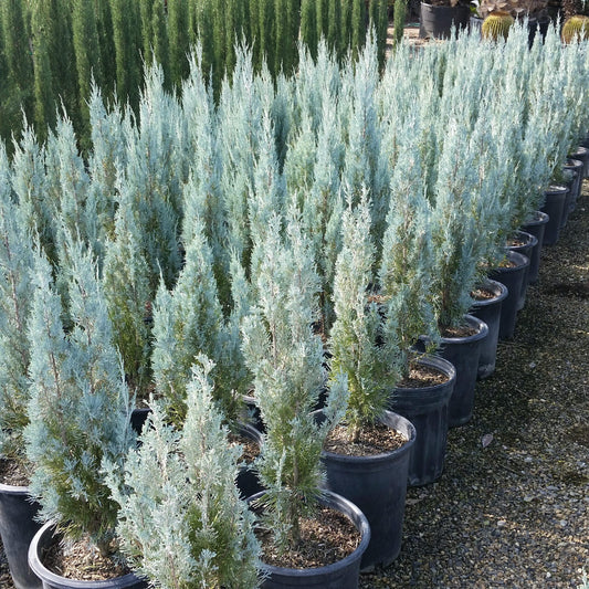 Juniperus Scopulorum Wichita Blue - View 10 from www redcrocus com