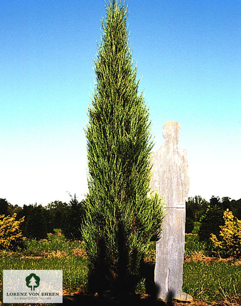Juniperus Scopulorum 'skyrocket' - View 11 from www redcrocus com