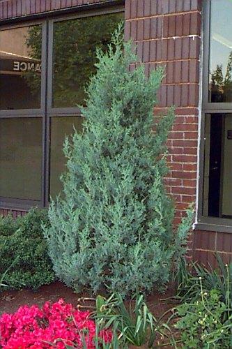 Juniperus Scopulorum 'skyrocket' - View 16 from www redcrocus com
