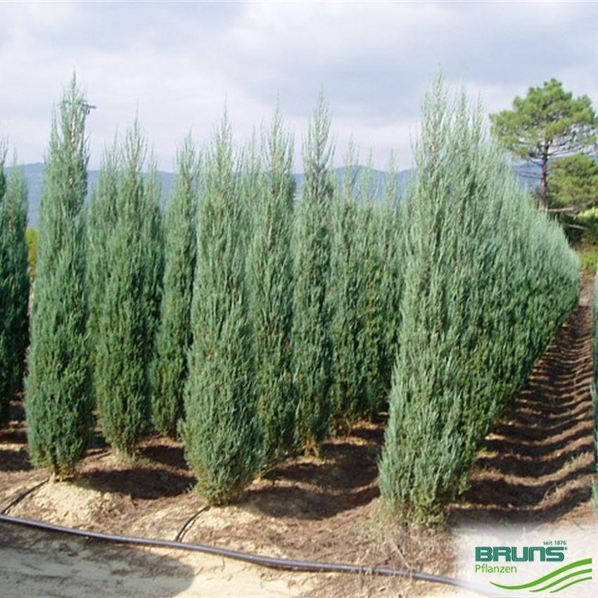 Juniperus Scopulorum 'skyrocket' - View 17 from www redcrocus com