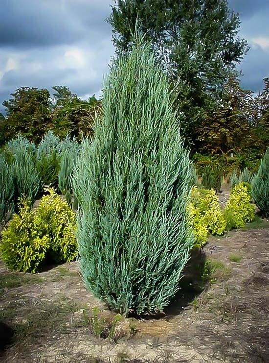 Juniperus Scopulorum 'skyrocket' - View 18 from www redcrocus com