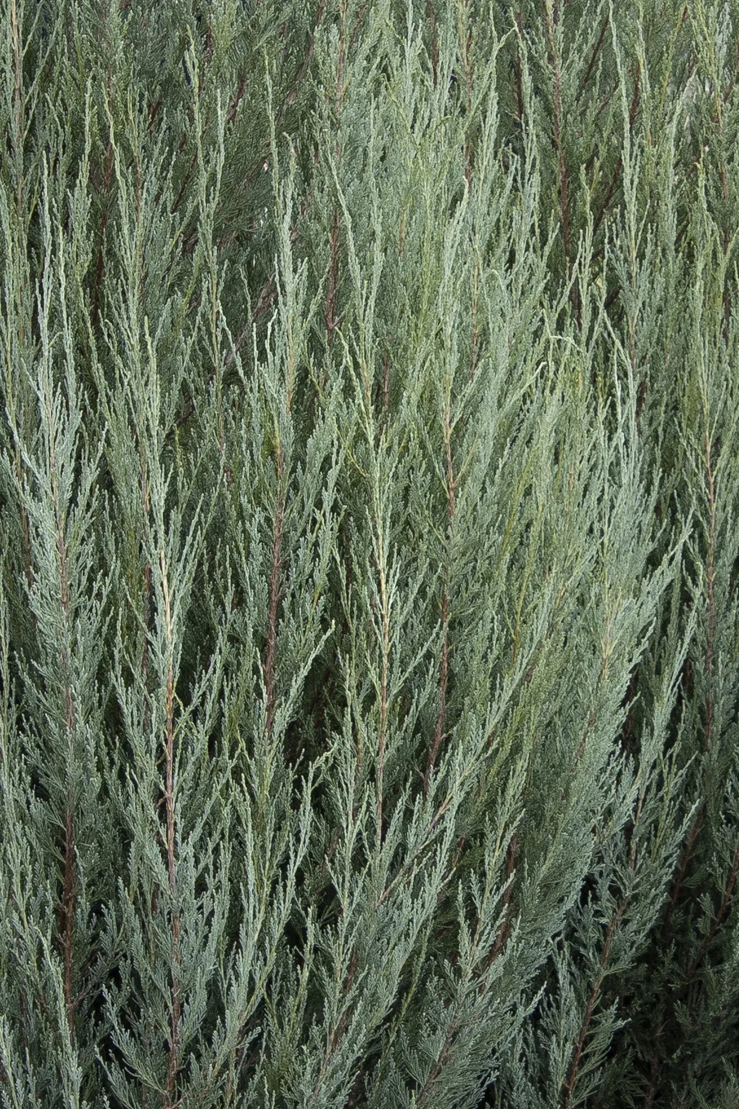 Juniperus Scopulorum 'skyrocket' - View 19 from www redcrocus com