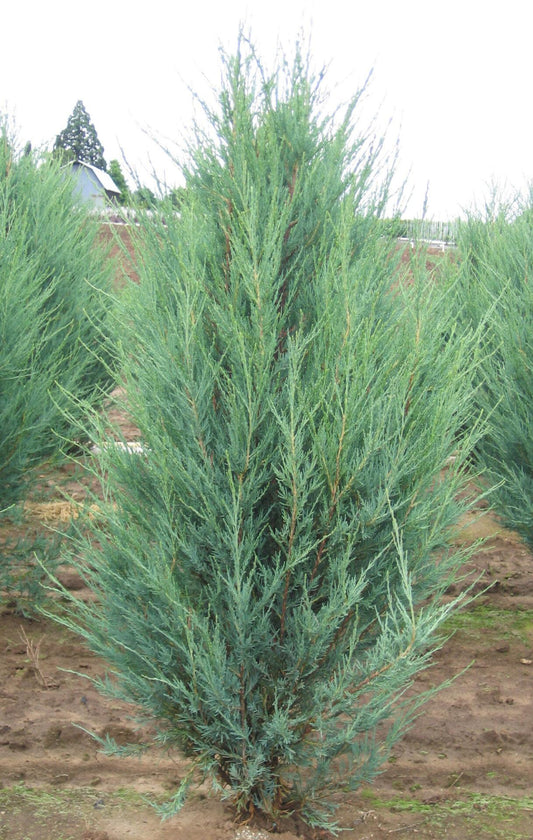 Juniperus Scopulorum 'skyrocket' - View 1 from www redcrocus com