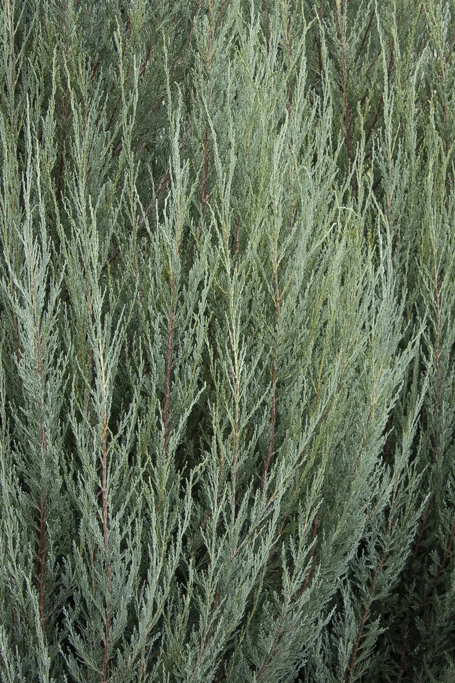 Juniperus Scopulorum 'skyrocket' - View 20 from www redcrocus com