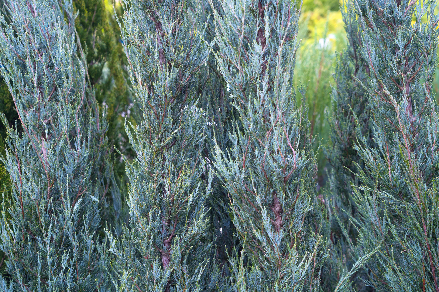 Juniperus Scopulorum 'skyrocket' - View 23 from www redcrocus com