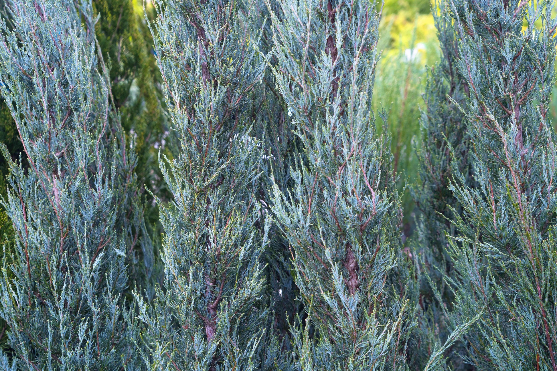 Juniperus Scopulorum 'skyrocket' - View 23 from www redcrocus com