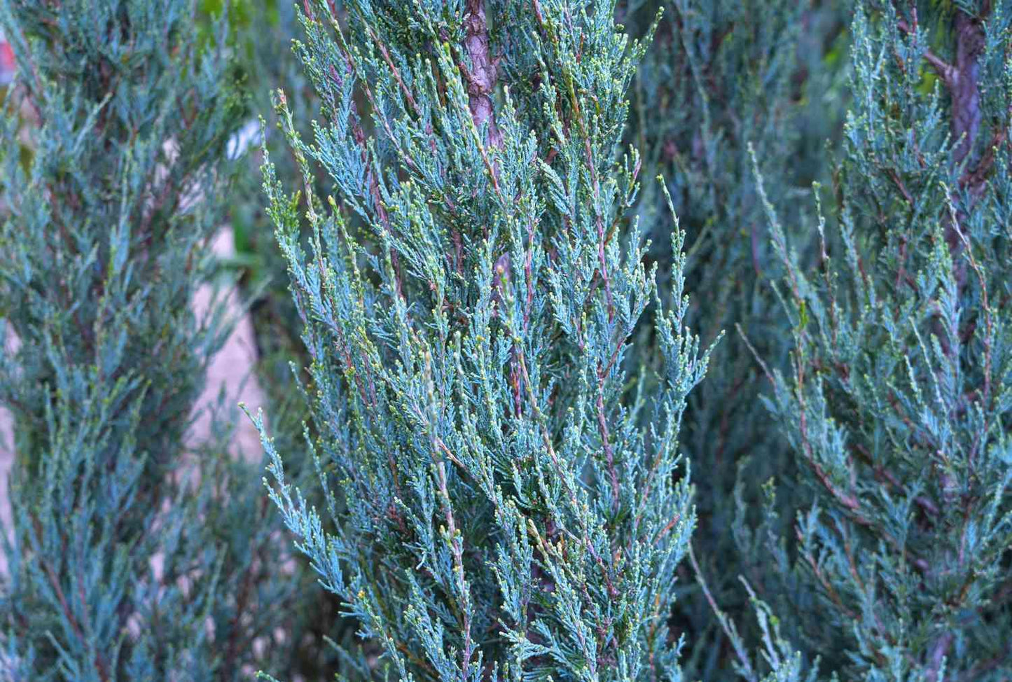 Juniperus Scopulorum 'skyrocket' - View 24 from www redcrocus com